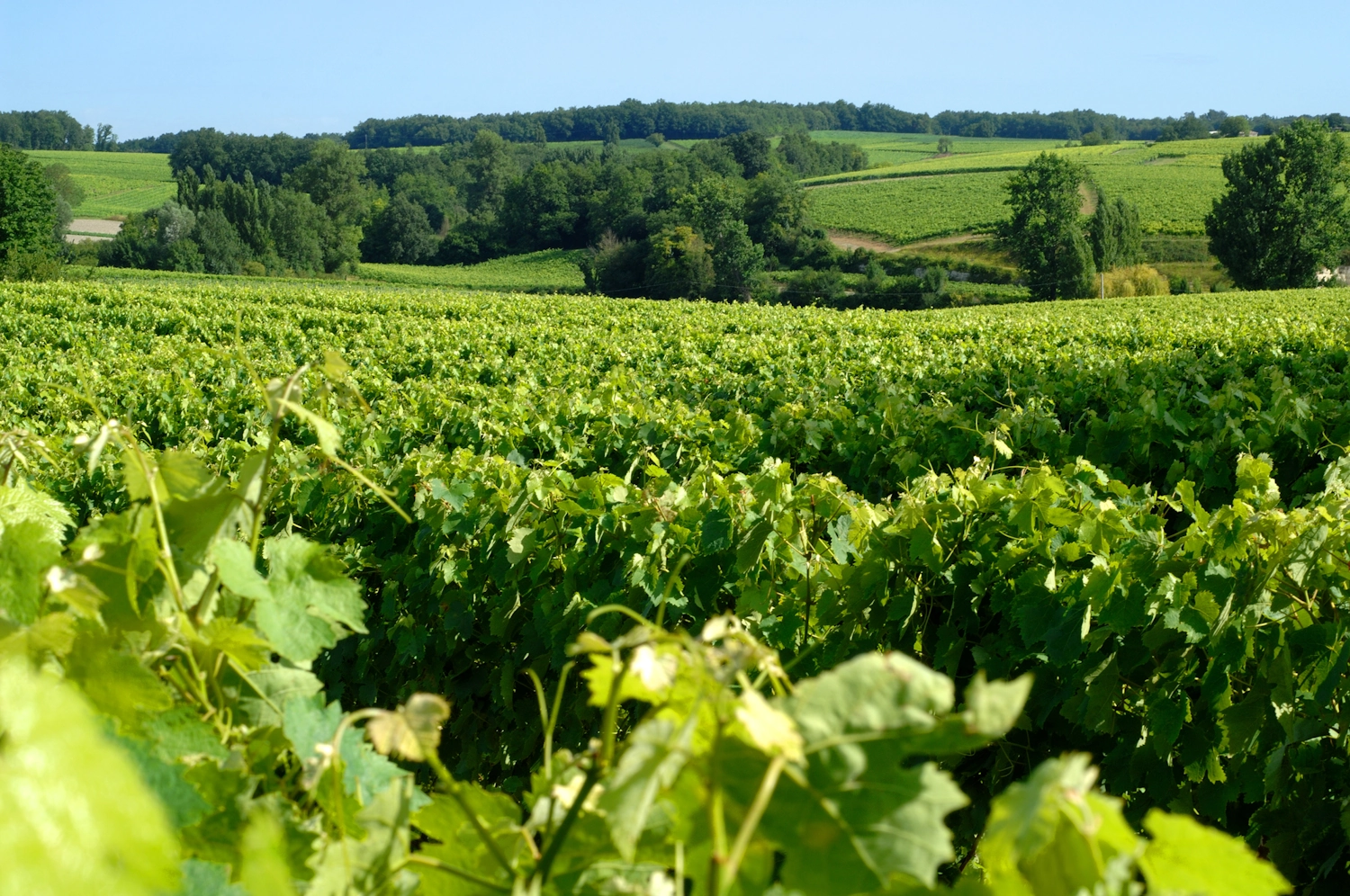 Notre vignoble