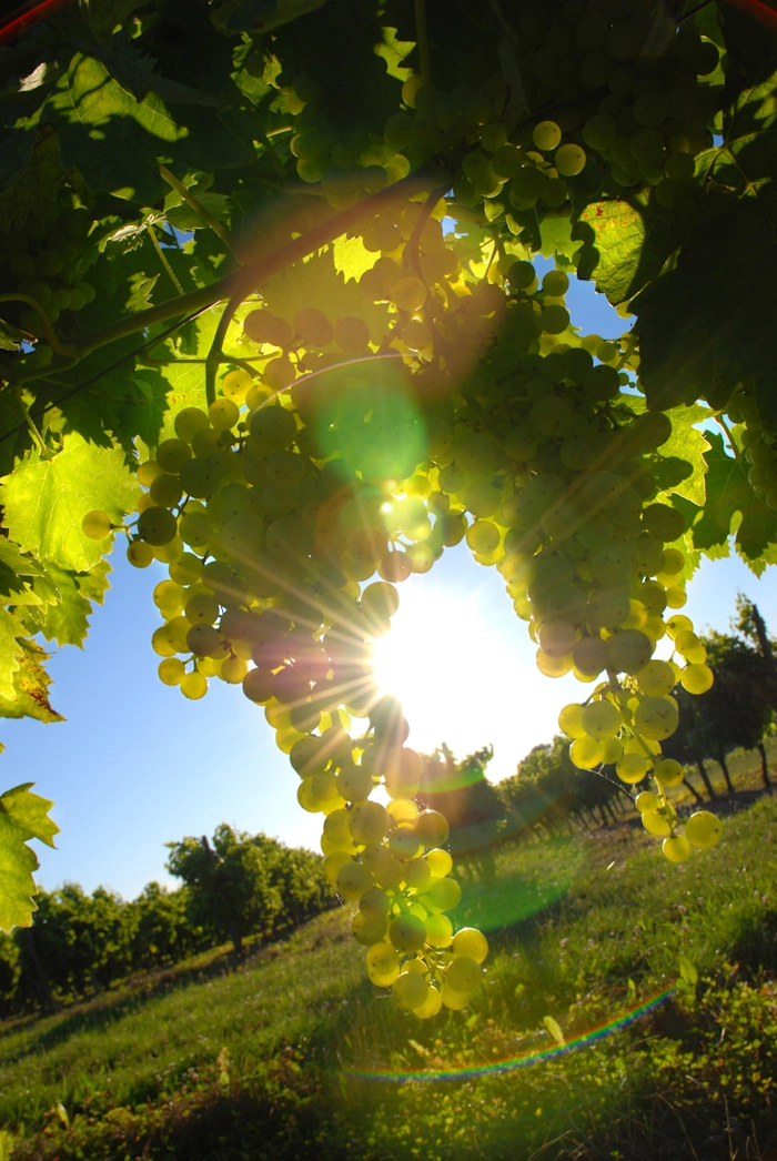 Domaine des Broix photo